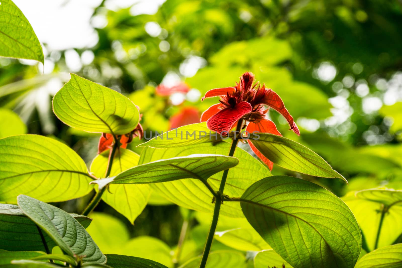 red wild flower in tropical garden,shallow focus