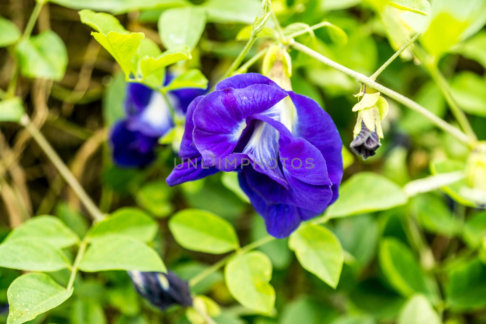 purple flower by nattapatt