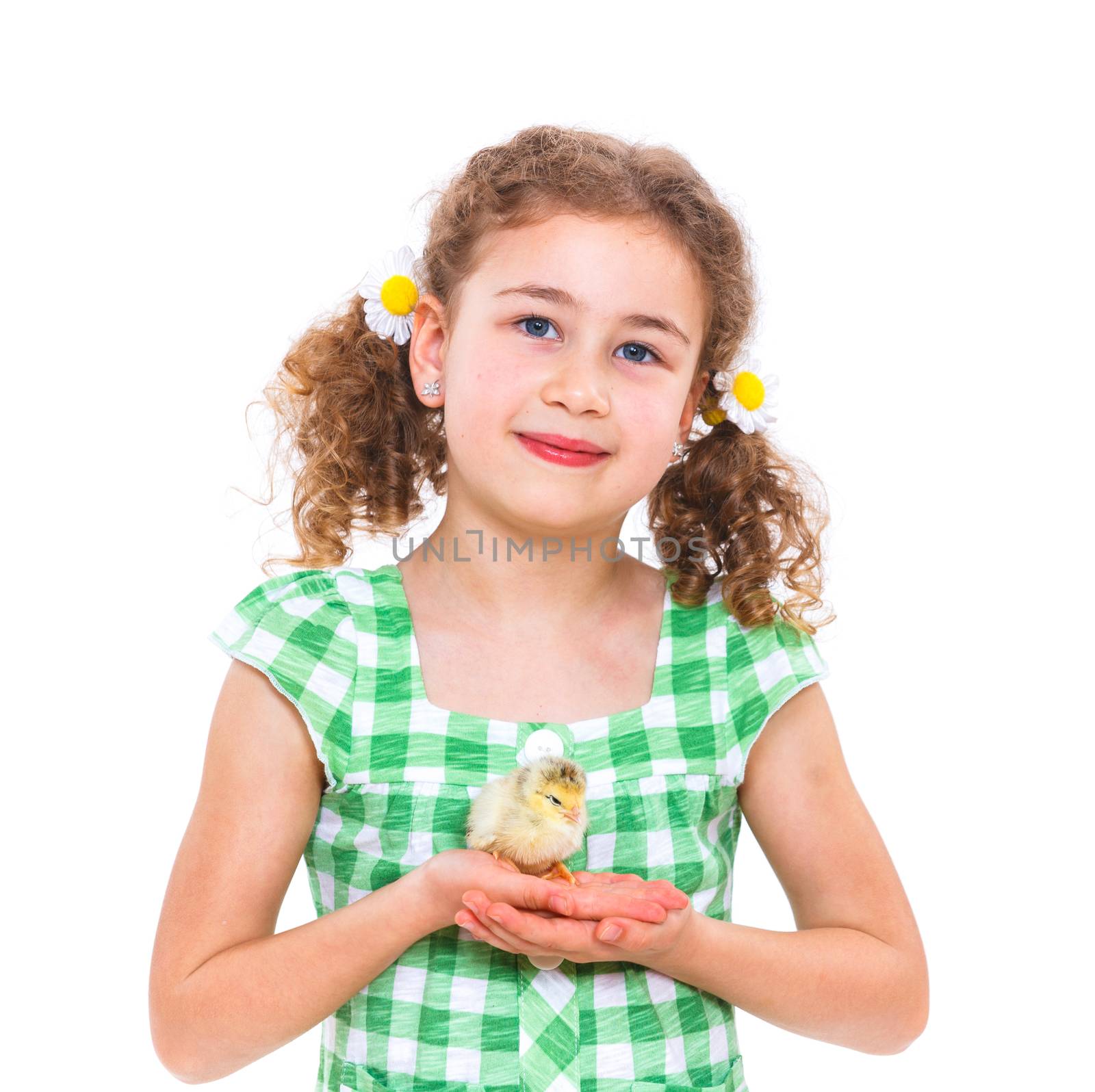 Happy little girl holding baby chickens - isolated white background