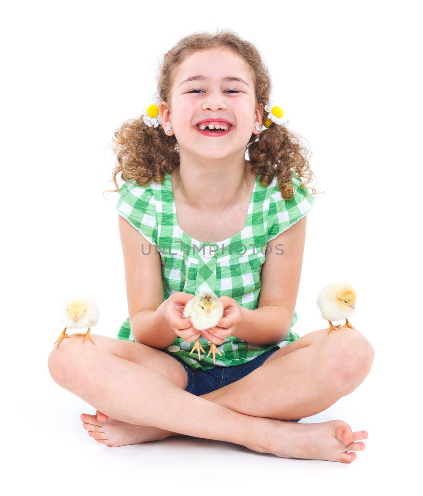 Happy little girl holding baby chickens - isolated white background