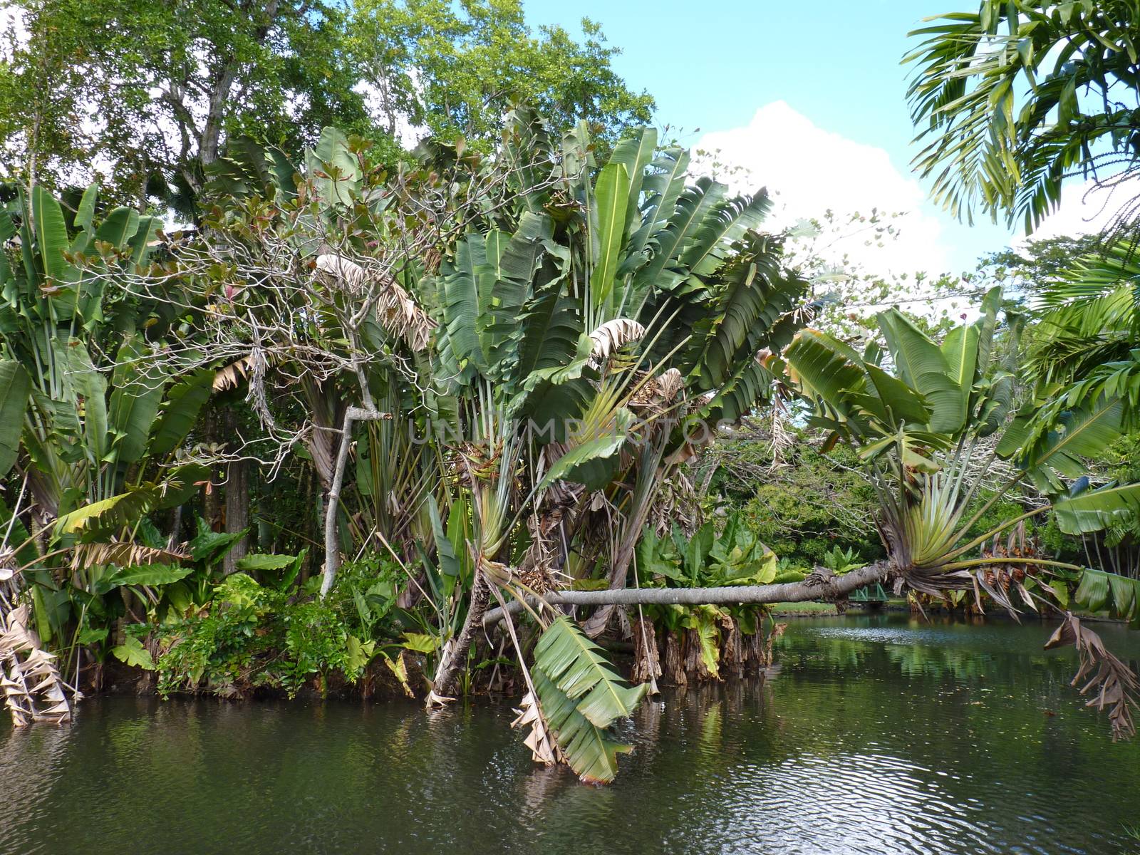 Sir Seewoosagur Ramgoolam Botanical Garden in Pamplemousses, Mauritius
