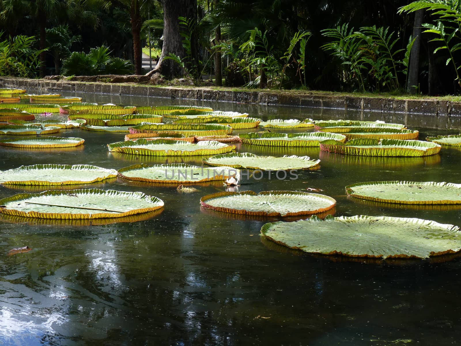 Sir Seewoosagur Ramgoolam Botanical Garden by nicousnake