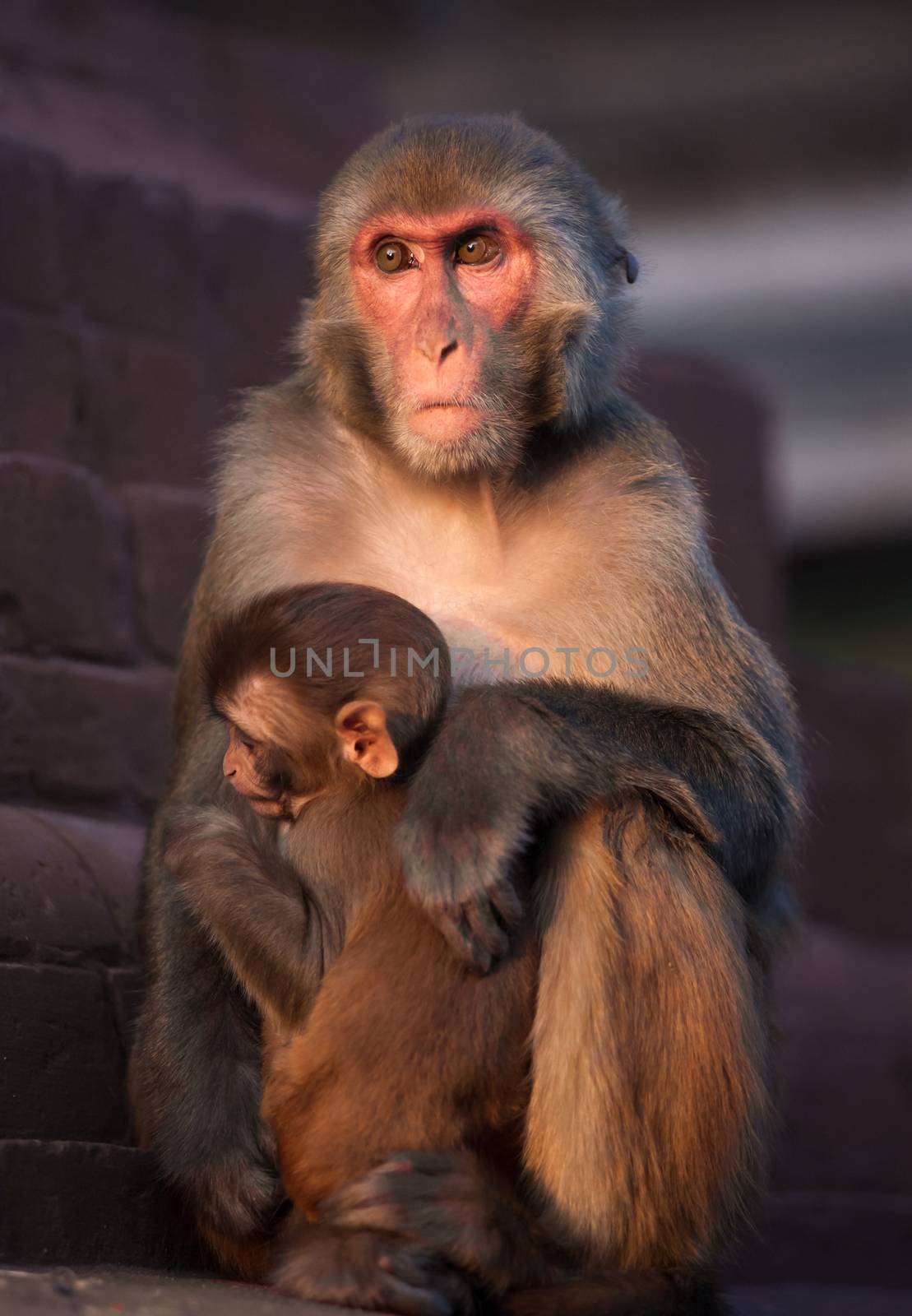 Mother Rhesus macaque and its baby at sunset. Captured in Nepal