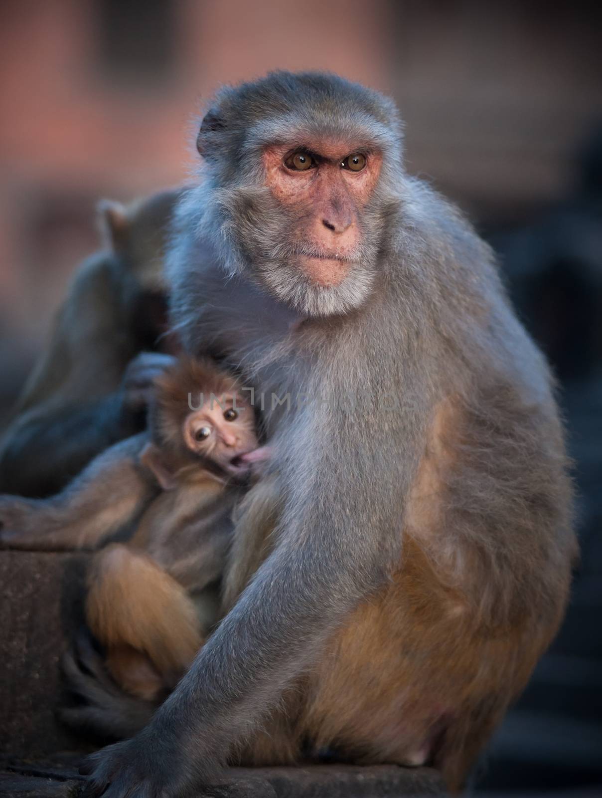 Mother Rhesus macaque nursing its baby. Shallow DOF, focus on female