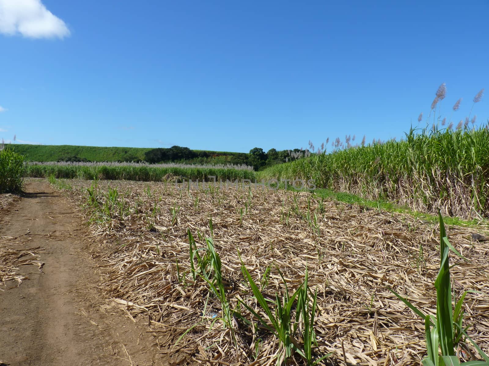 Sugar Cane Fields in Mauritius Island