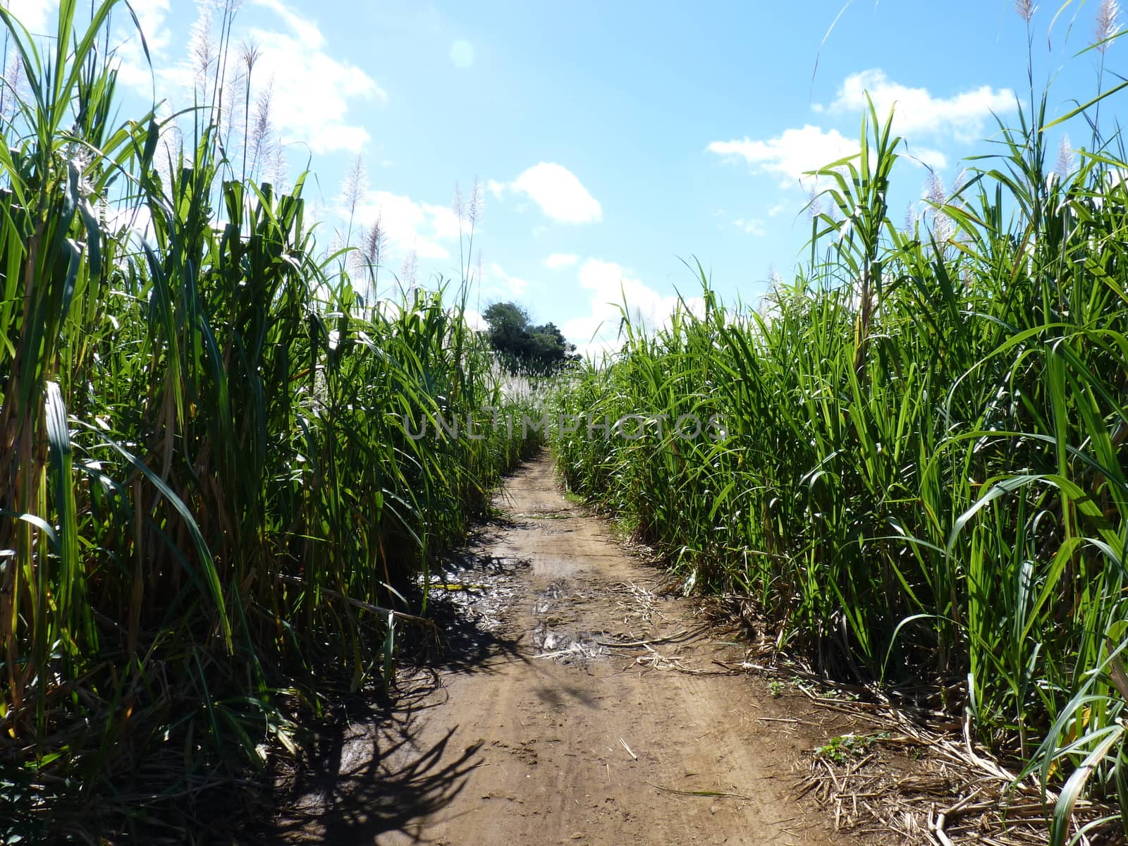 Sugar Cane Fields in Mauritius Island