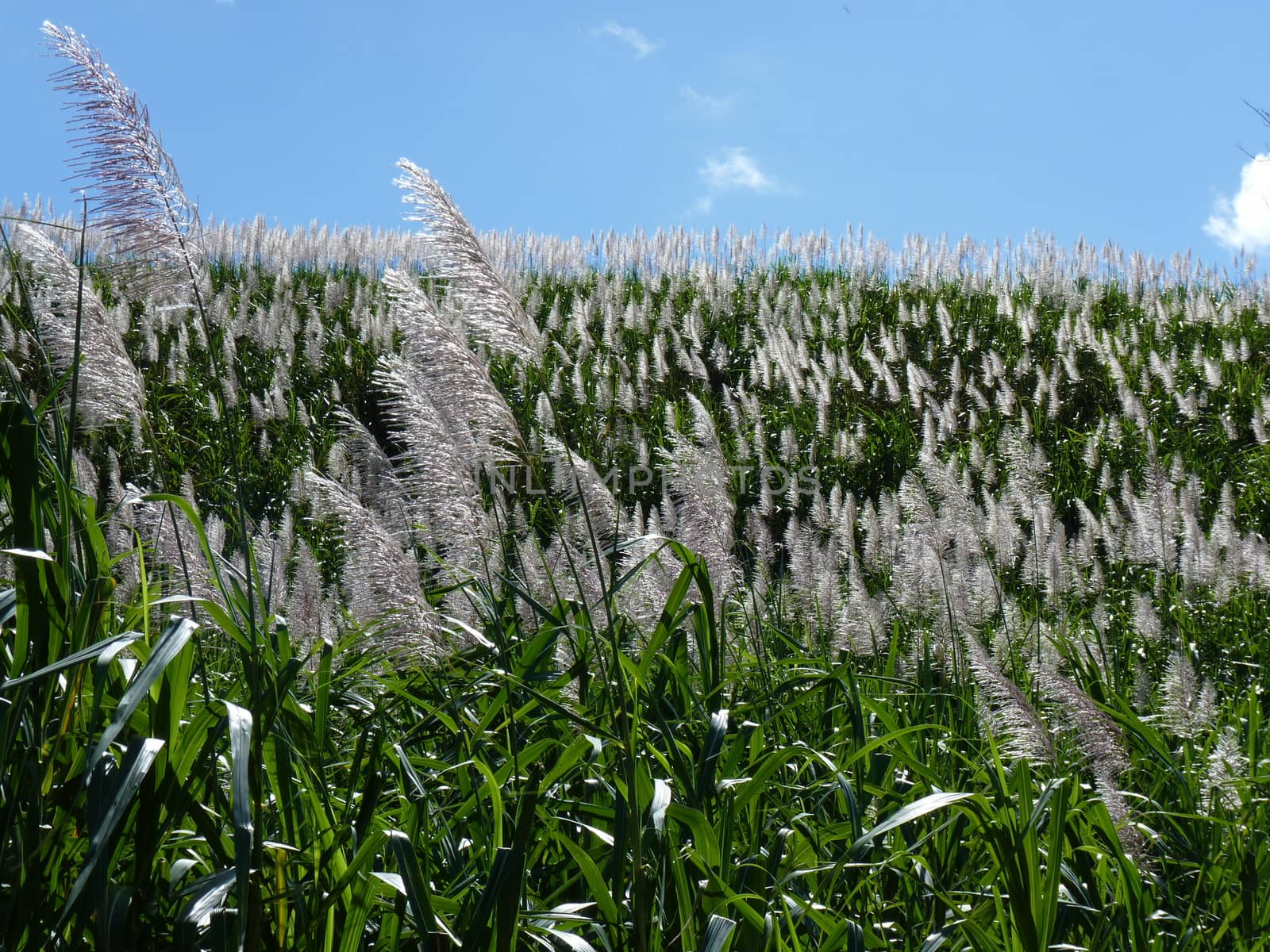 Sugar Cane Fields by nicousnake