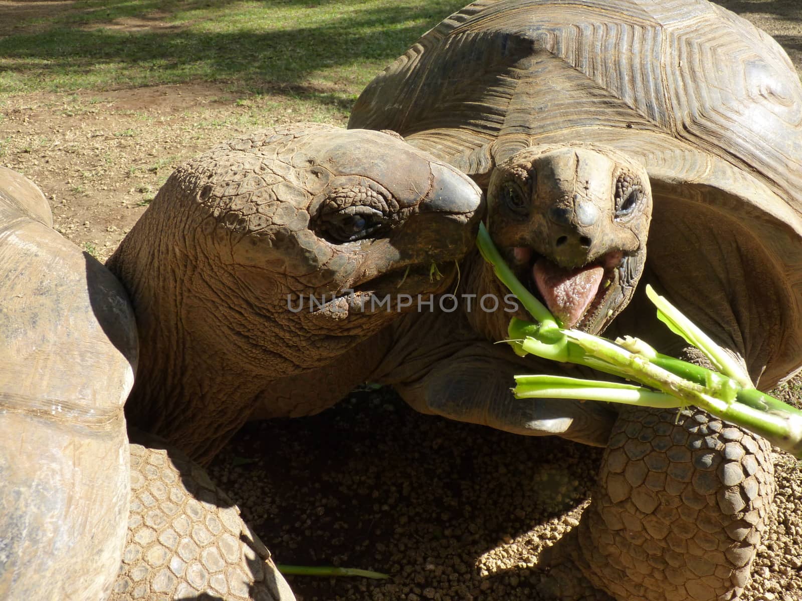 Giant Turtles by nicousnake