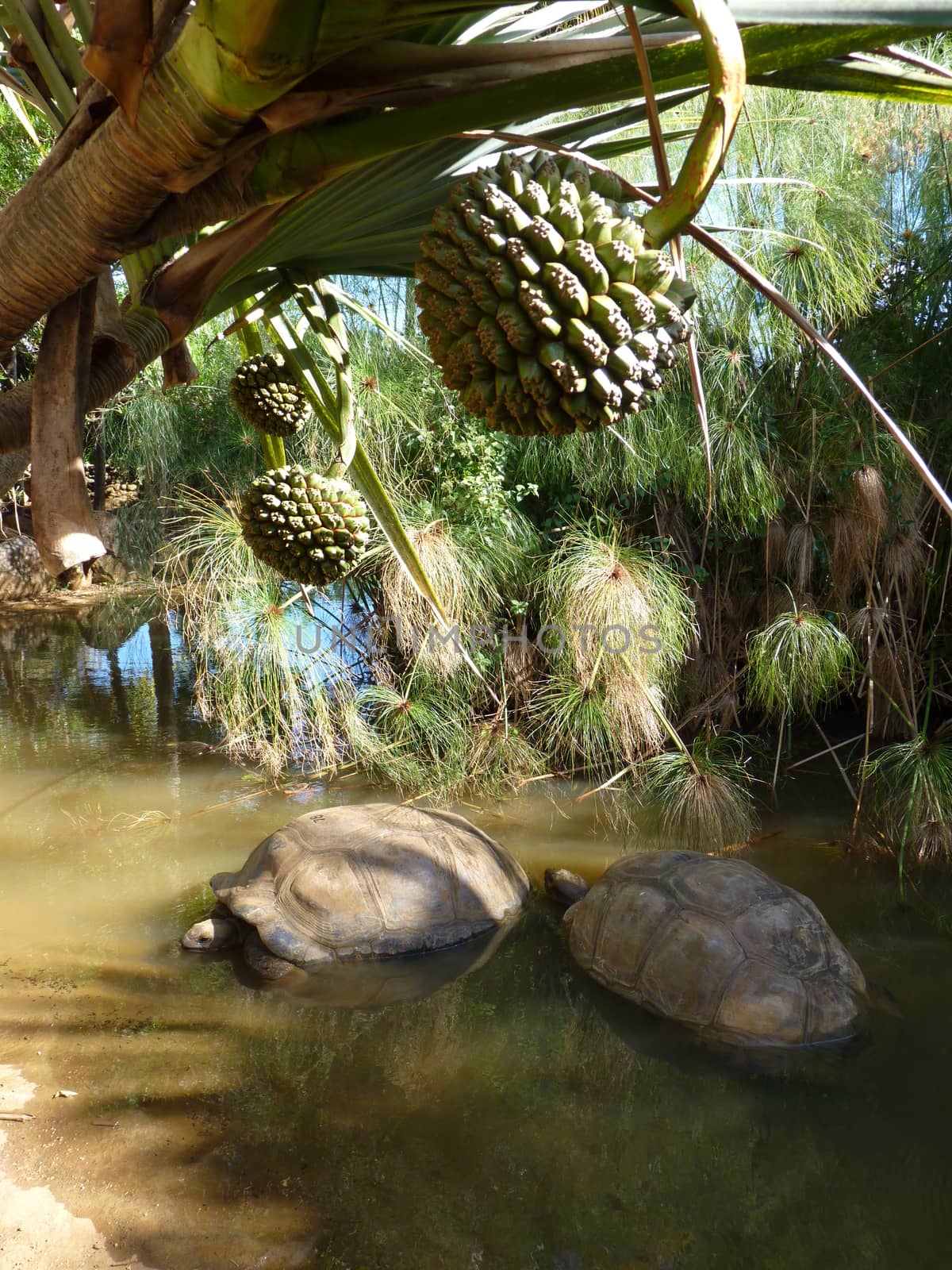 Giant Turtles by nicousnake