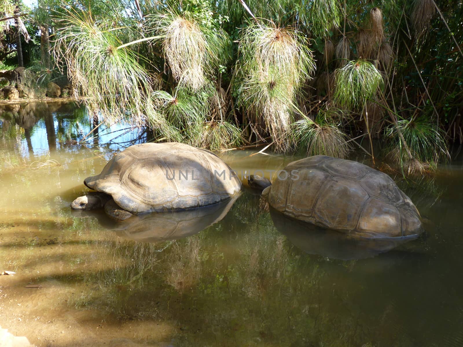 Giant Turtles In Vanille Des Mascareignes Park, South Of Mauritius Island
