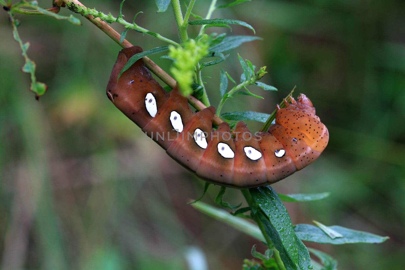 Pandorus Sphinx Moth Larva feeding in early morning