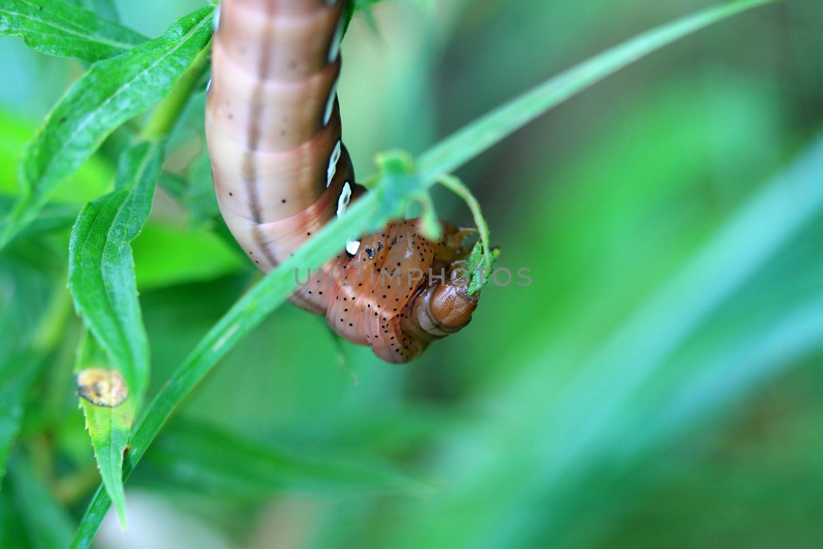 Pandorus Sphinx Moth Larva feeding in early morning