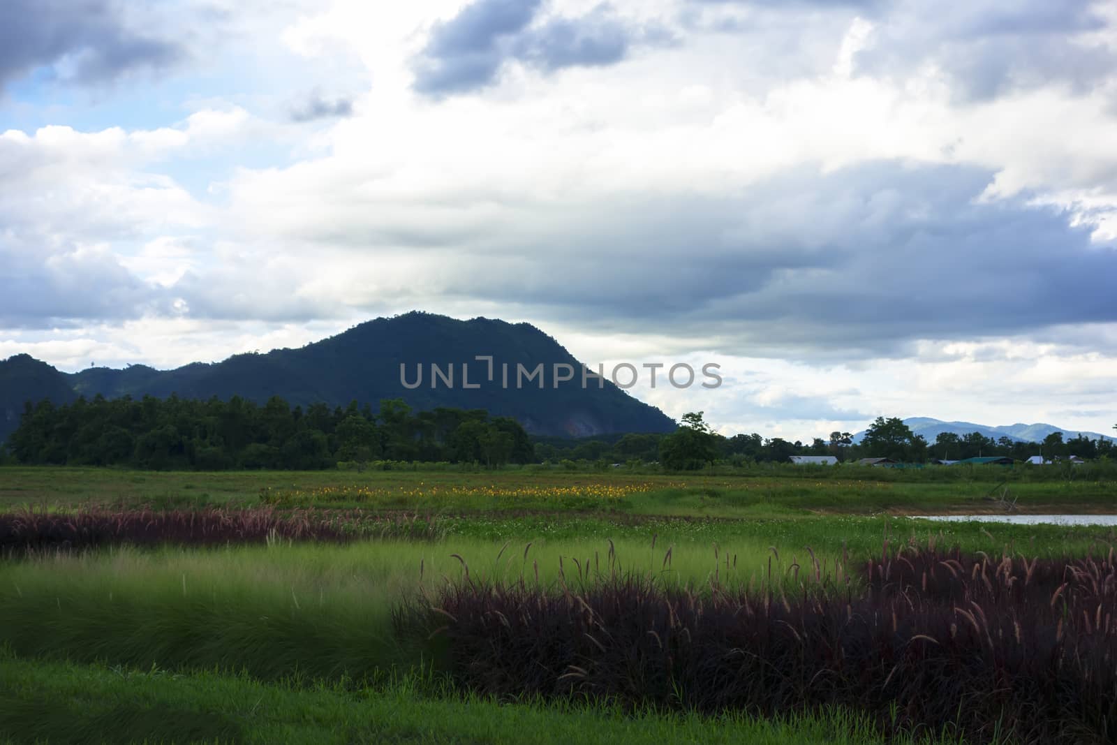 Grass Landscape near Mekok River. Chiang Rai, Thailand.