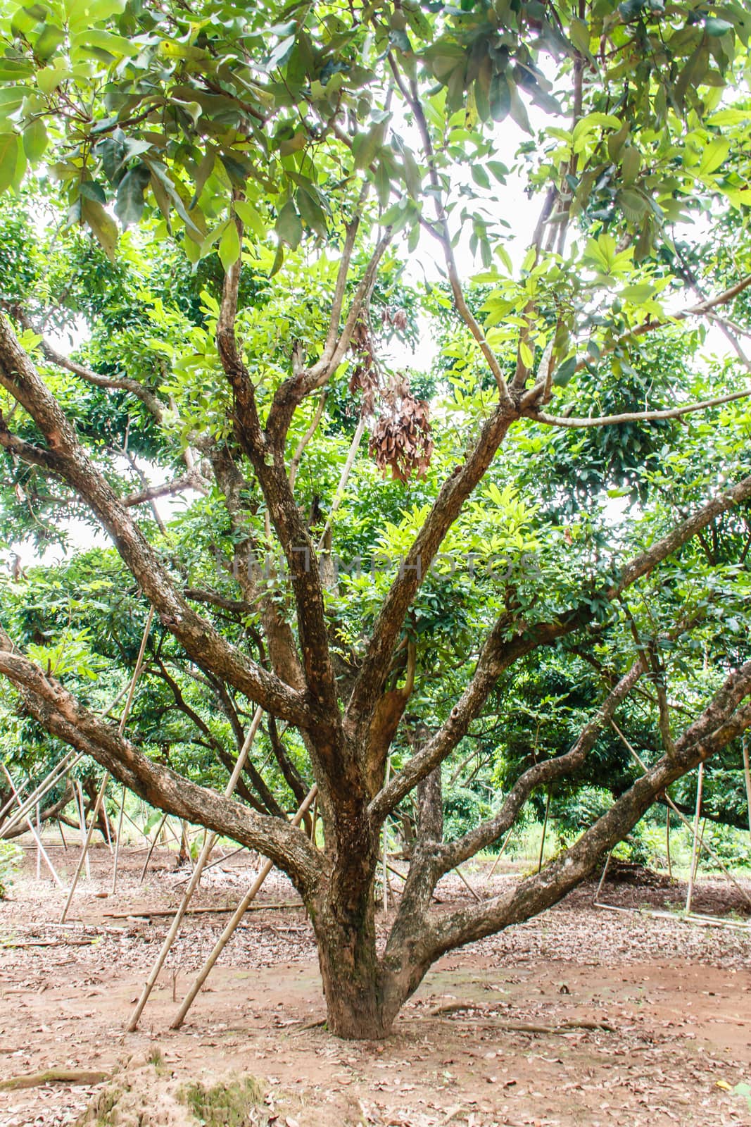 The longan trees in orchard