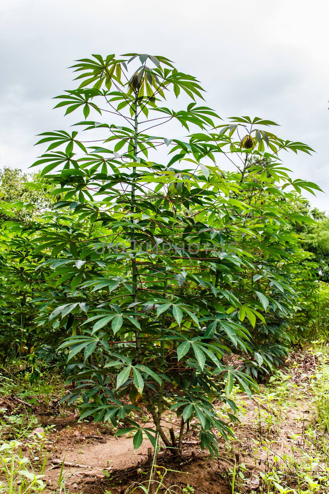 cassava or manioc plant field in Thailand