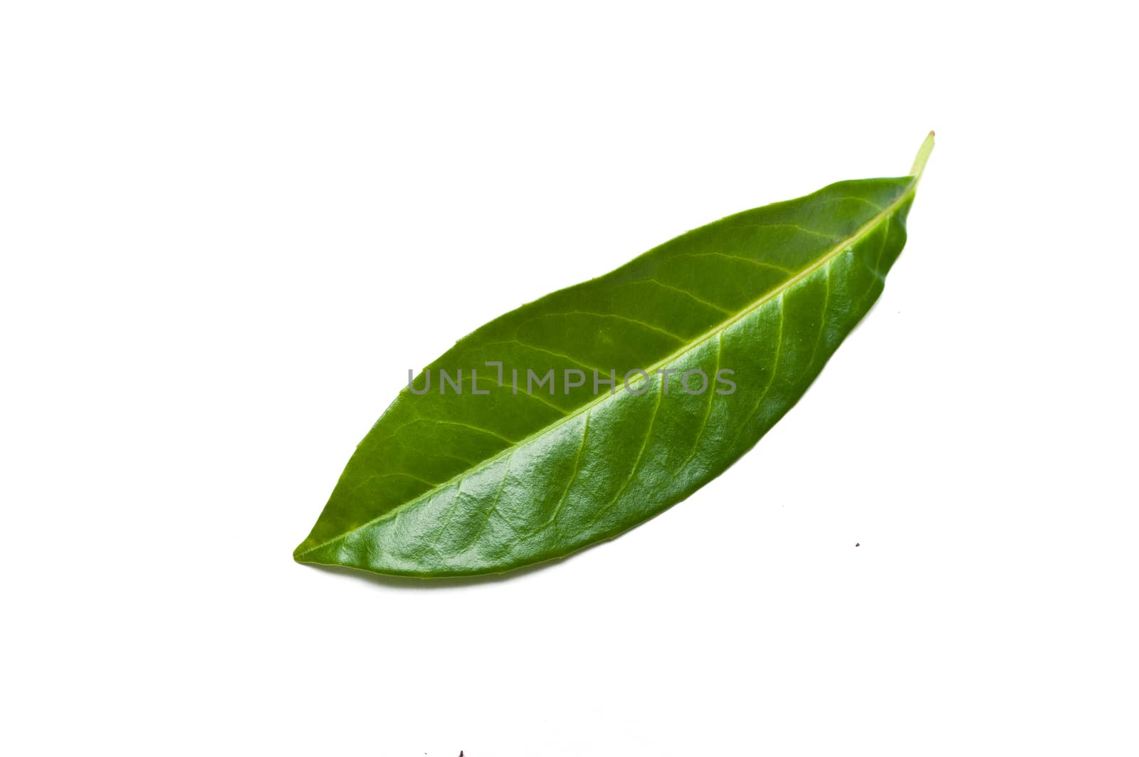 Isolated leaf of   prunus laurocerasus rotundifolia on white background by NeydtStock