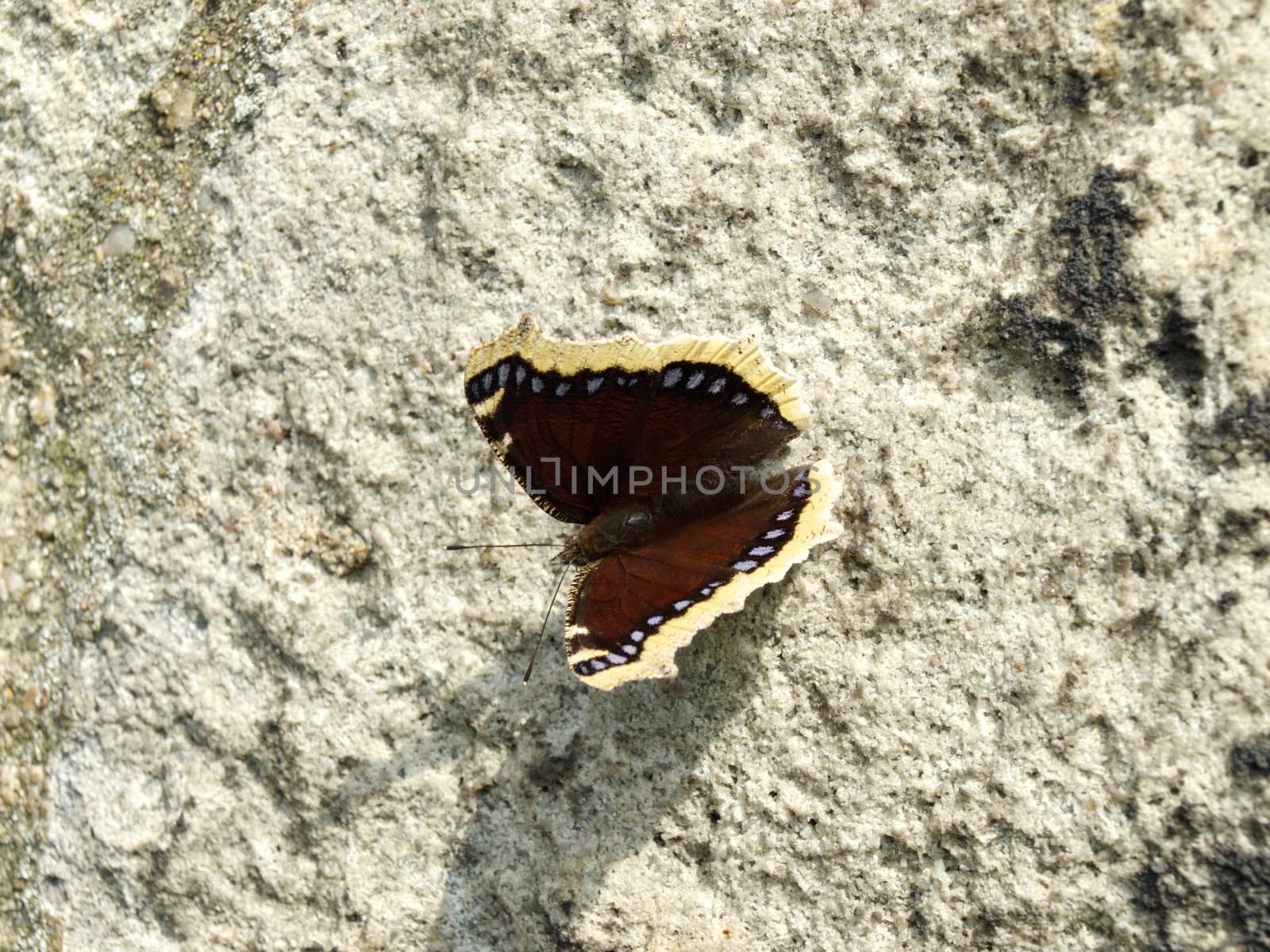 Camberwell Beauty on the wall