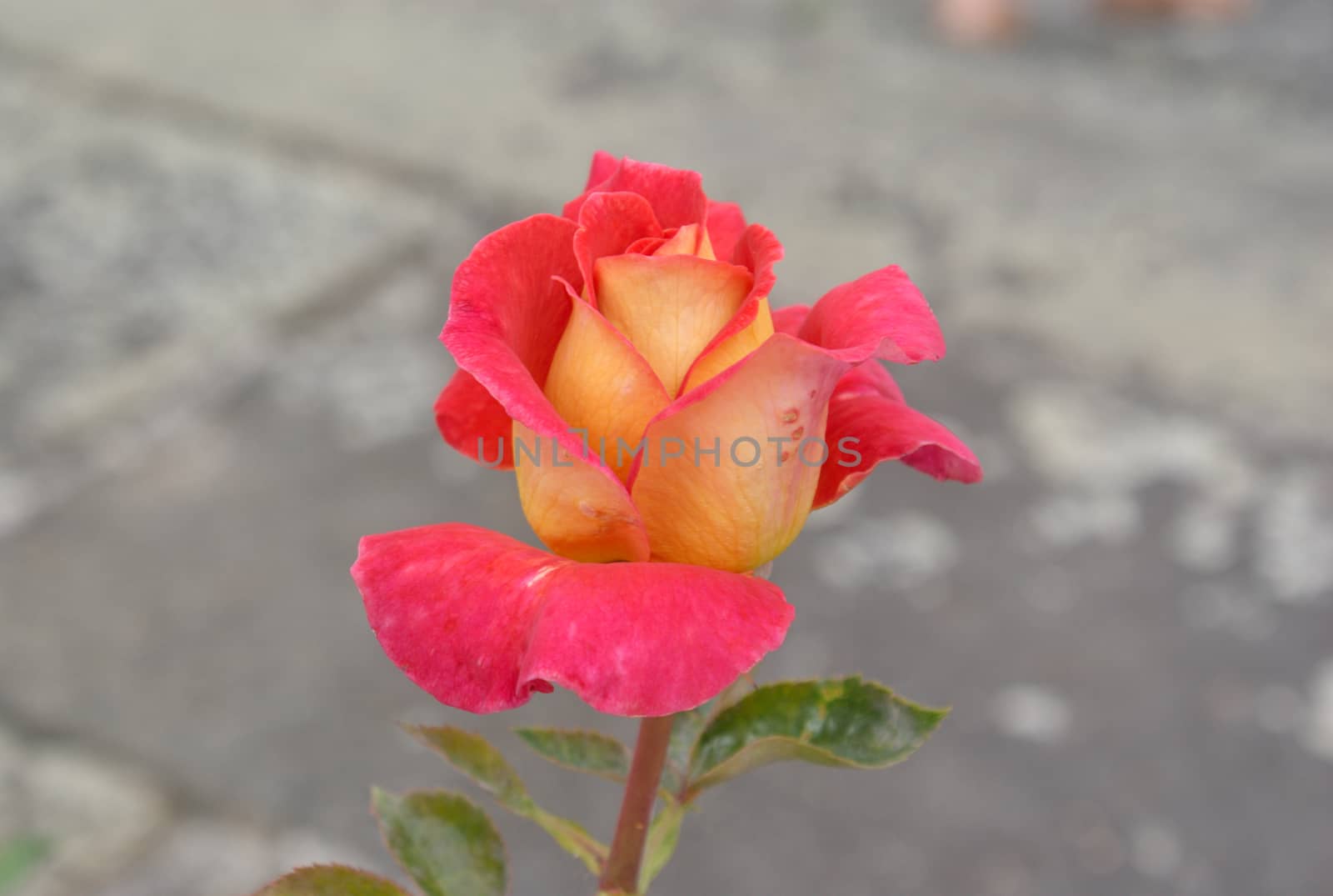 nice rose by renales