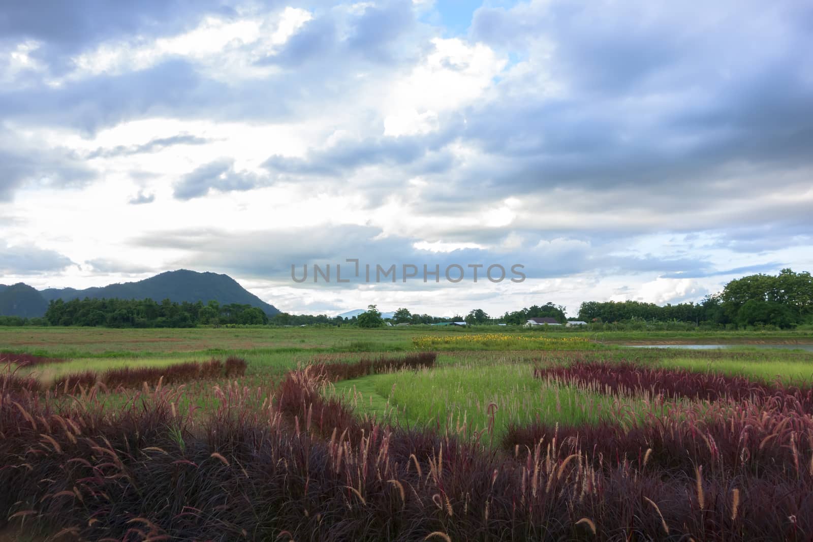 Red Grass Landscape near Mekok River. Chiang Rai, Thailand.