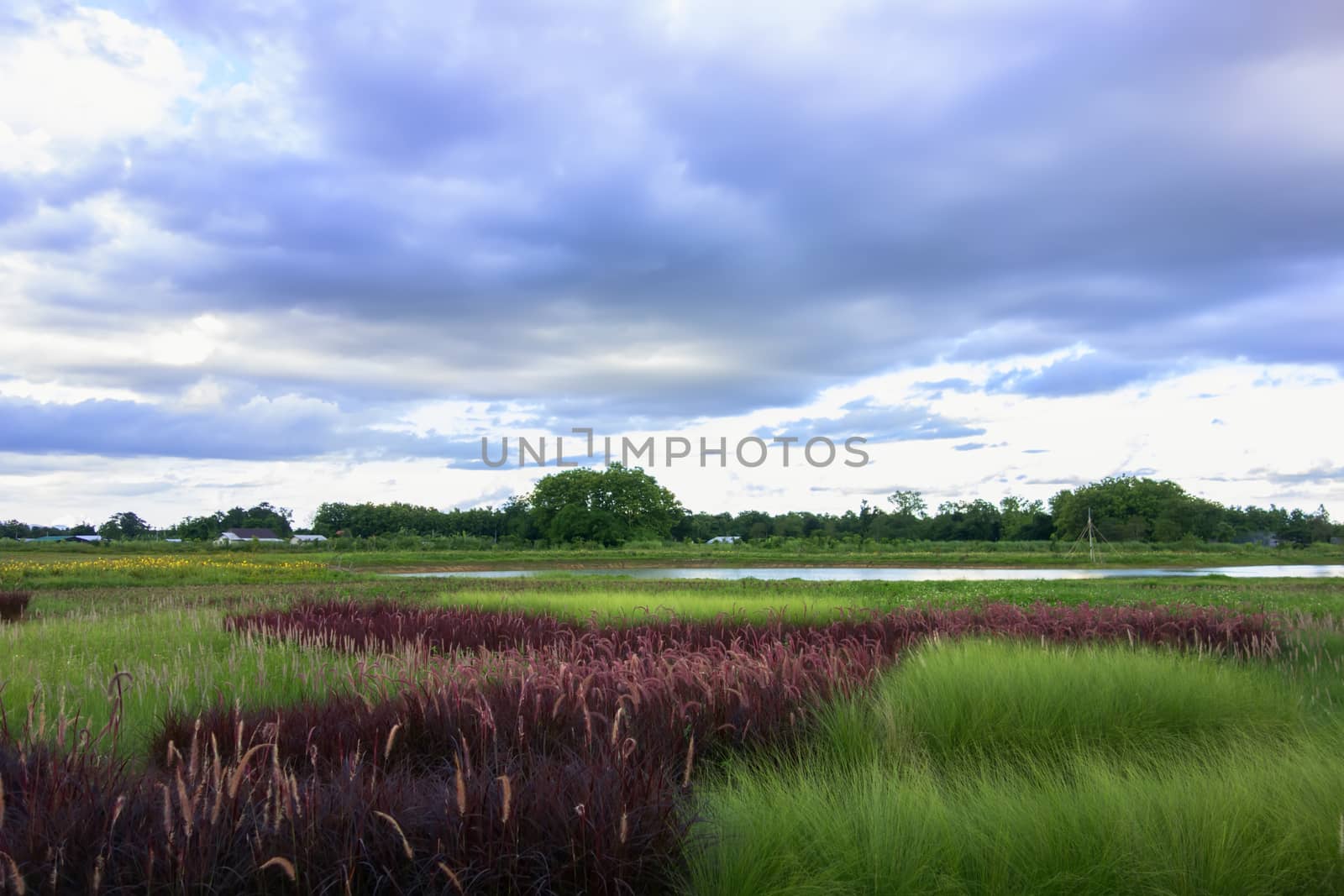 Red Herbal Landscape near Mekok River. Chiang Rai, Thailand.