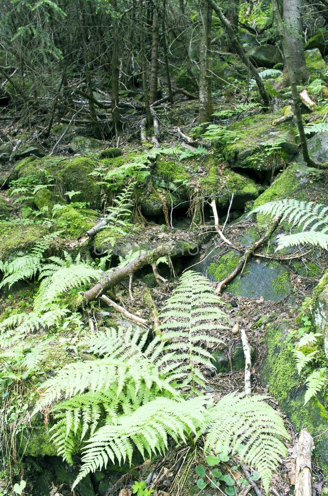 Lush moss and ferns cover the forest floor. 