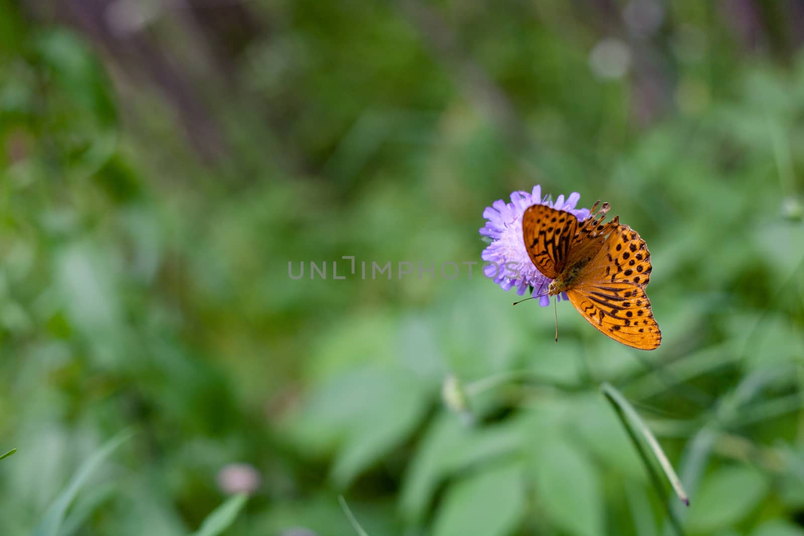 Orange and black butterfly sitting on a flower
