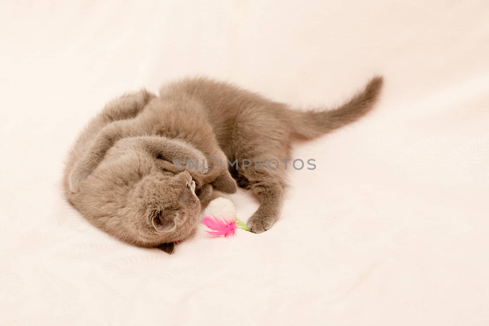 Grey kitten on pink background
