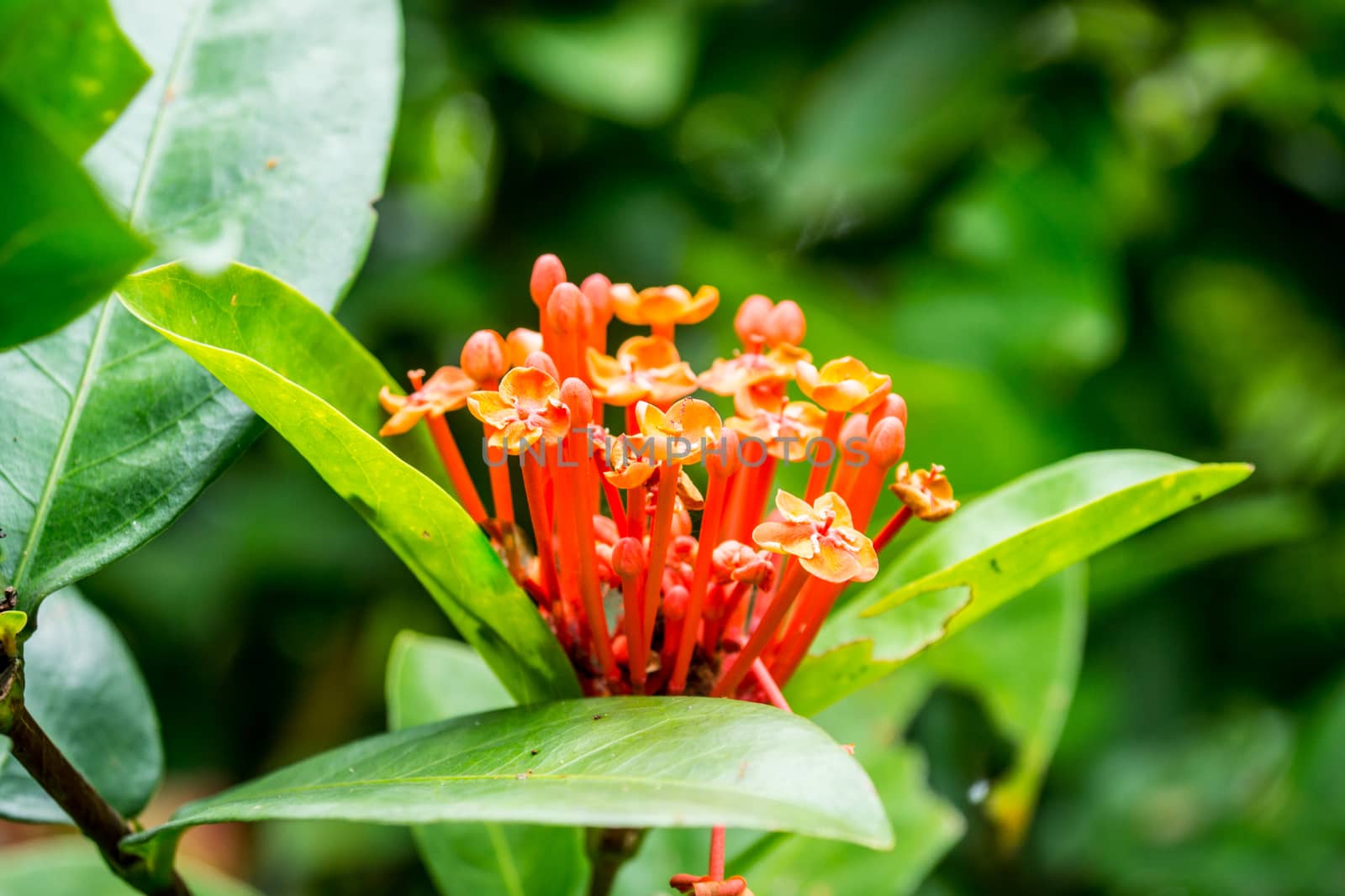 small orange flower in tropical garden,shallow focus