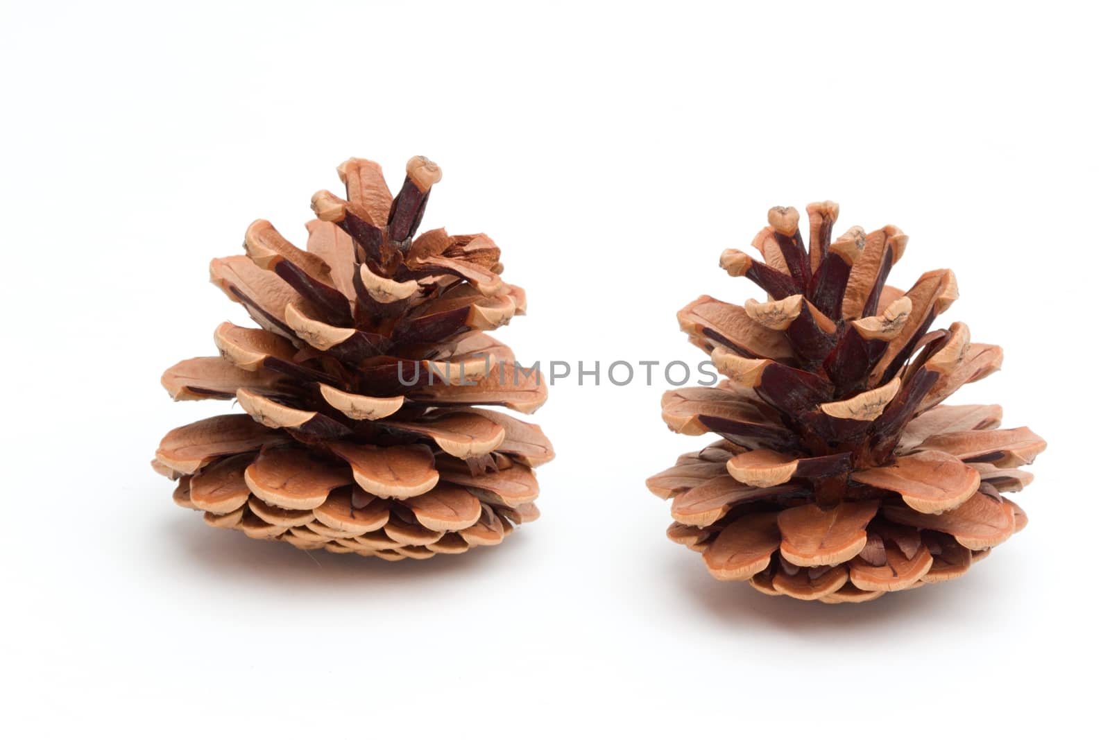 Photo shows detail of brown cones on a white background.