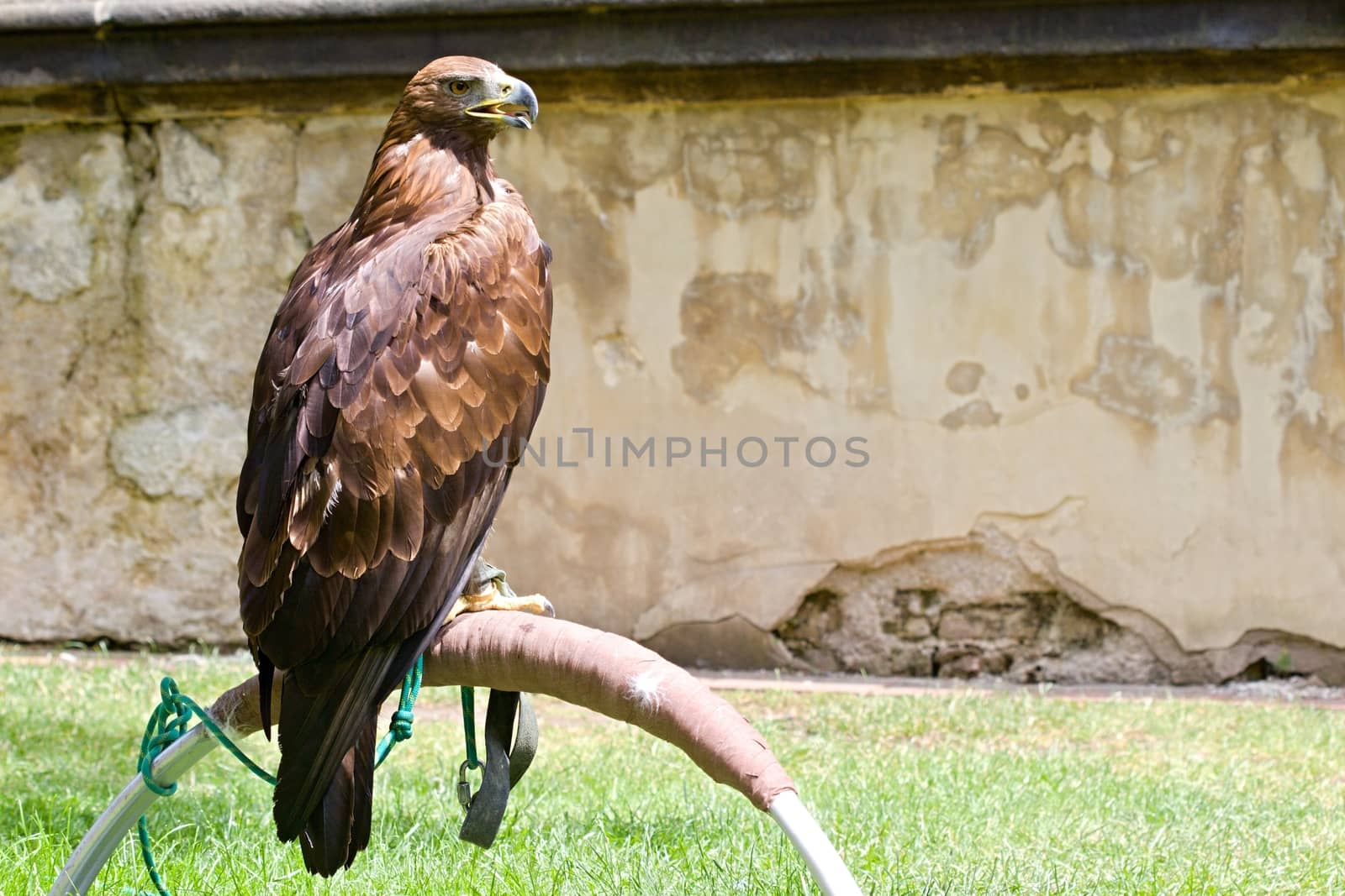 Photo shows details wild eagle bird in the garden.