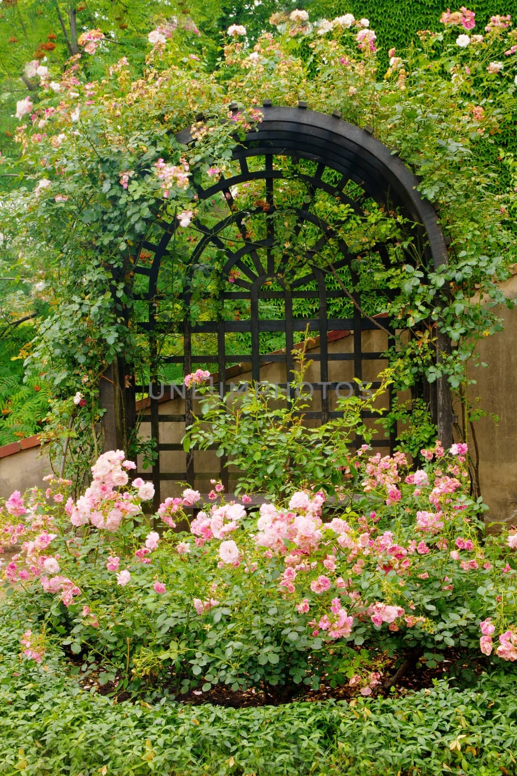 Photo shows details of green garden and its flowers.