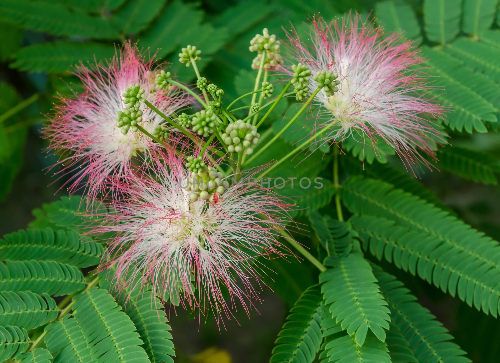 Persian Silk Tree Bloom by milinz