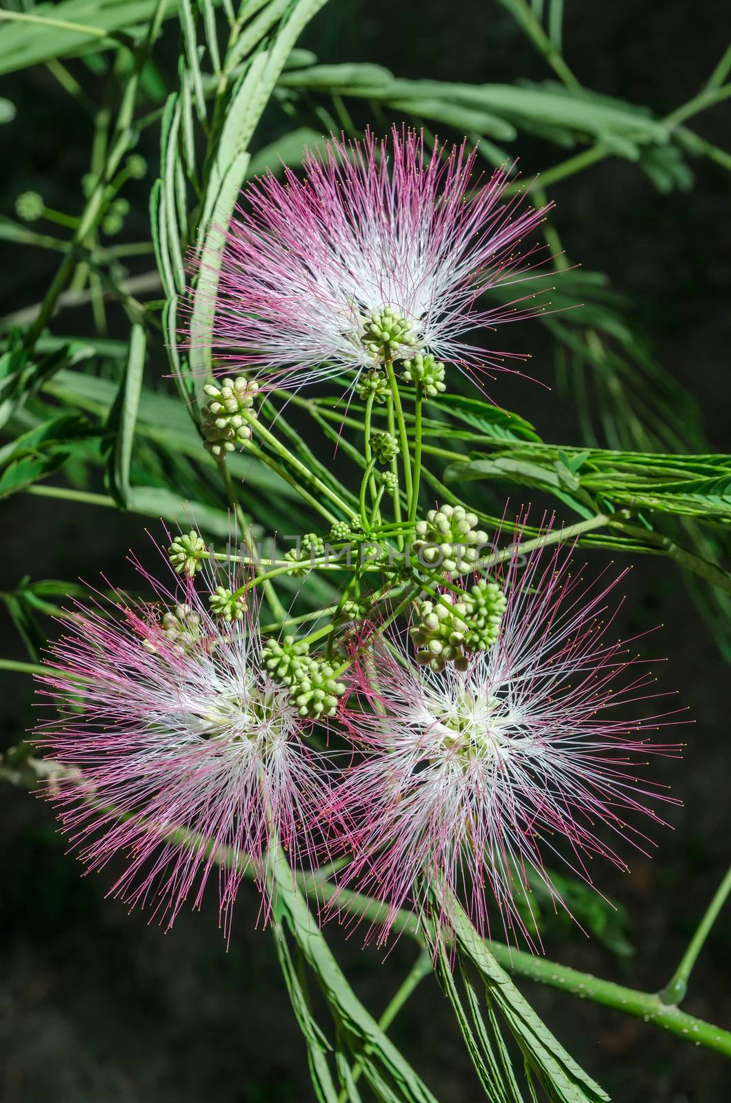 Closeup of Persian Silk Tree (Albizia julibrissin) or Pink Siris Flowers Foliage and Immature Fruits, Vertical Night shot, Shallow Focus