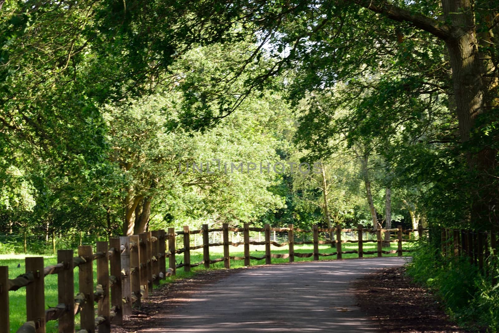 Pathway in green forest