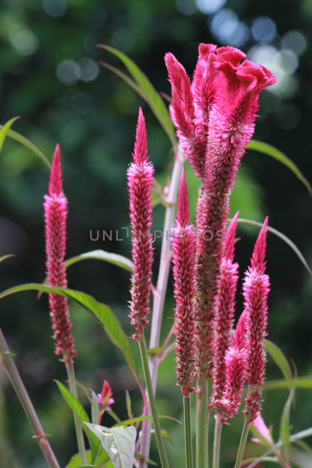 These are the pink cockscomb.Beautiful in rainy season.