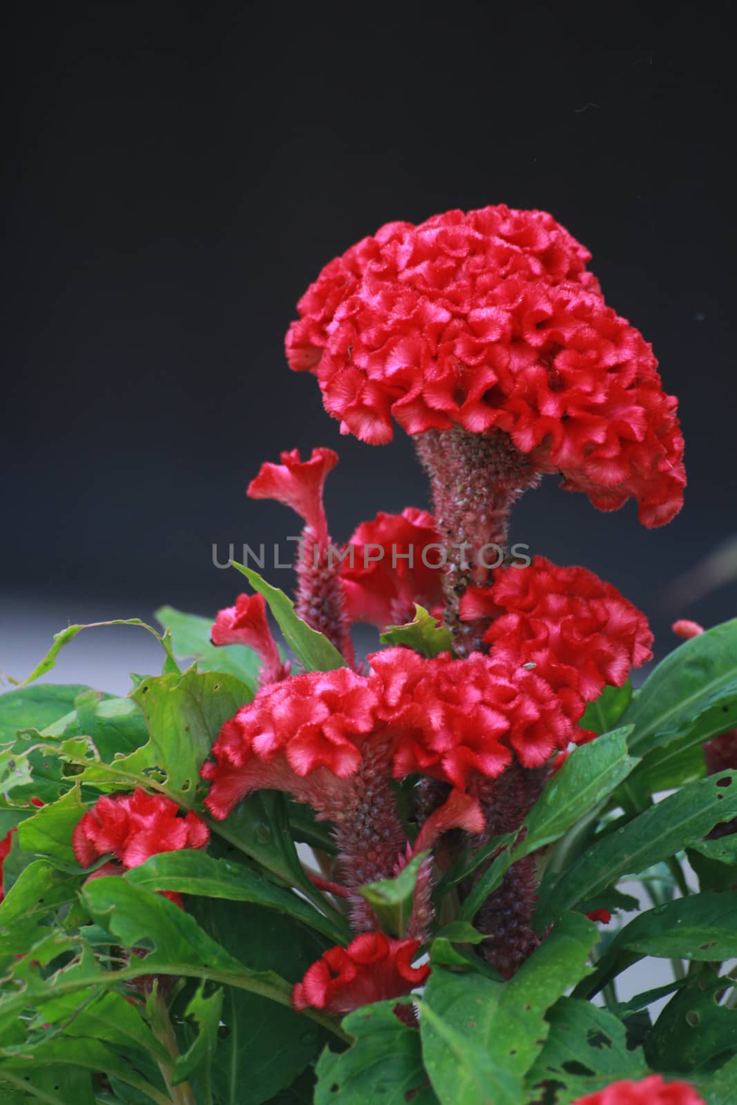 These are the red cockscomb.Beautiful in rainy season.