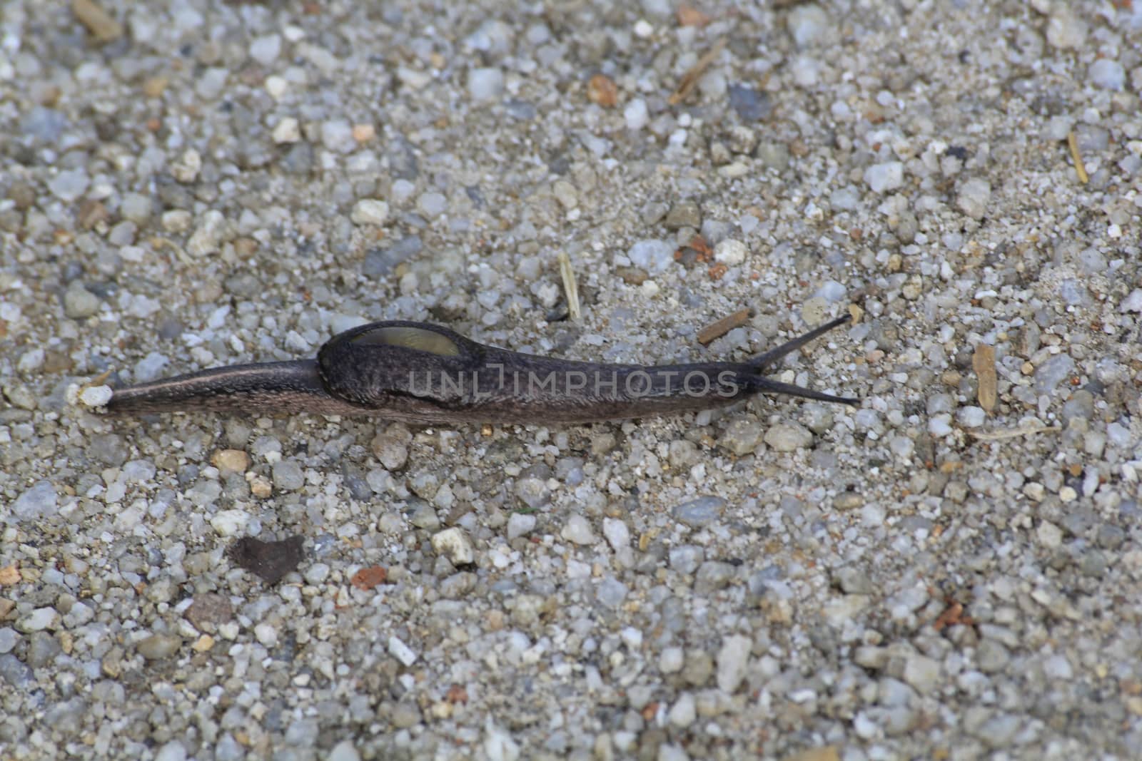 The slug is slowly crawling through the sand ground.