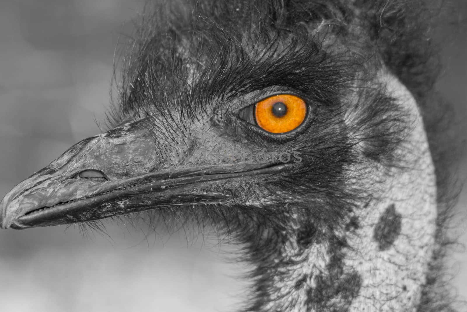 Ostrich eye by robertboss