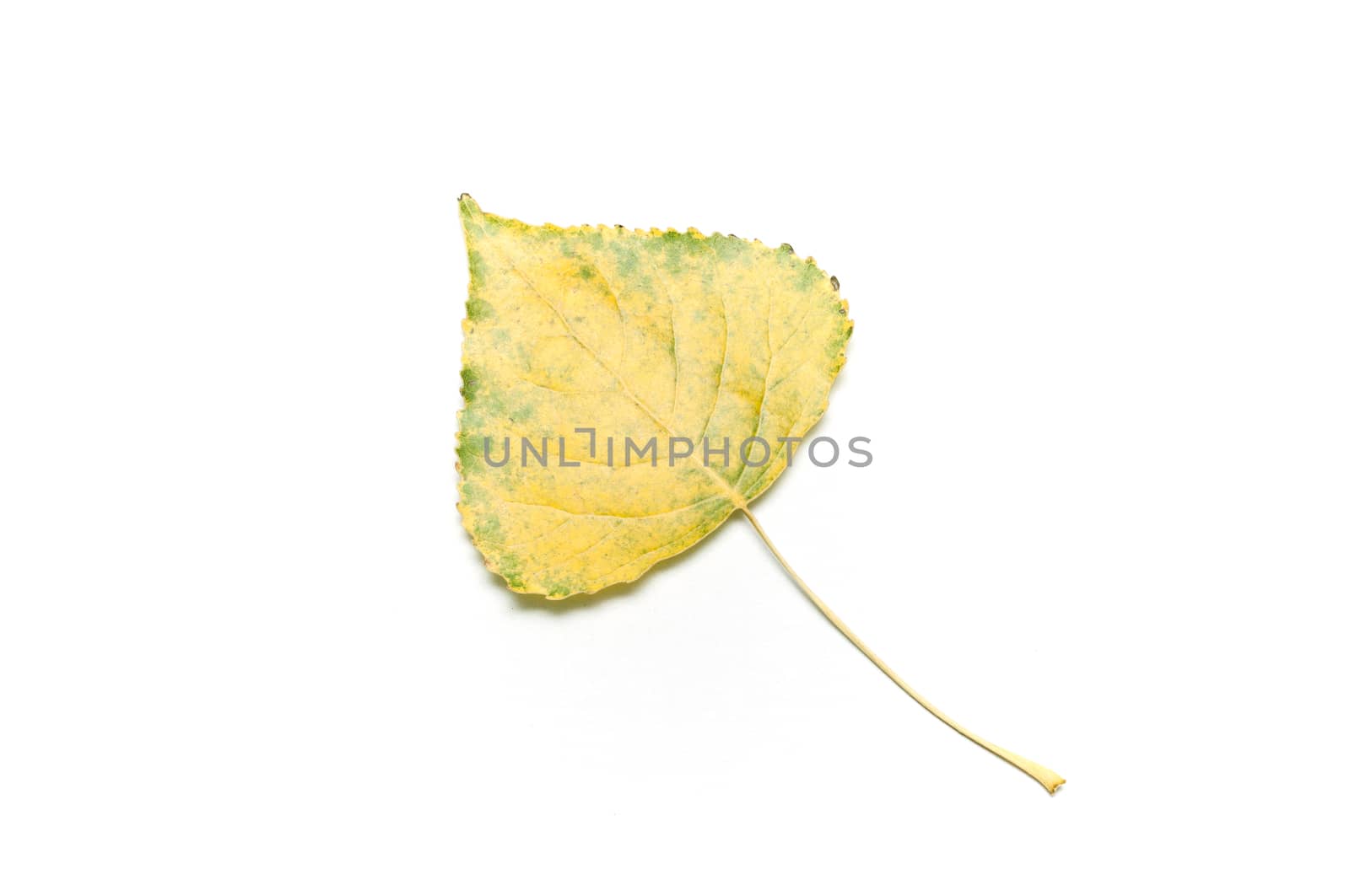 Isolated leaf of poplar on white background