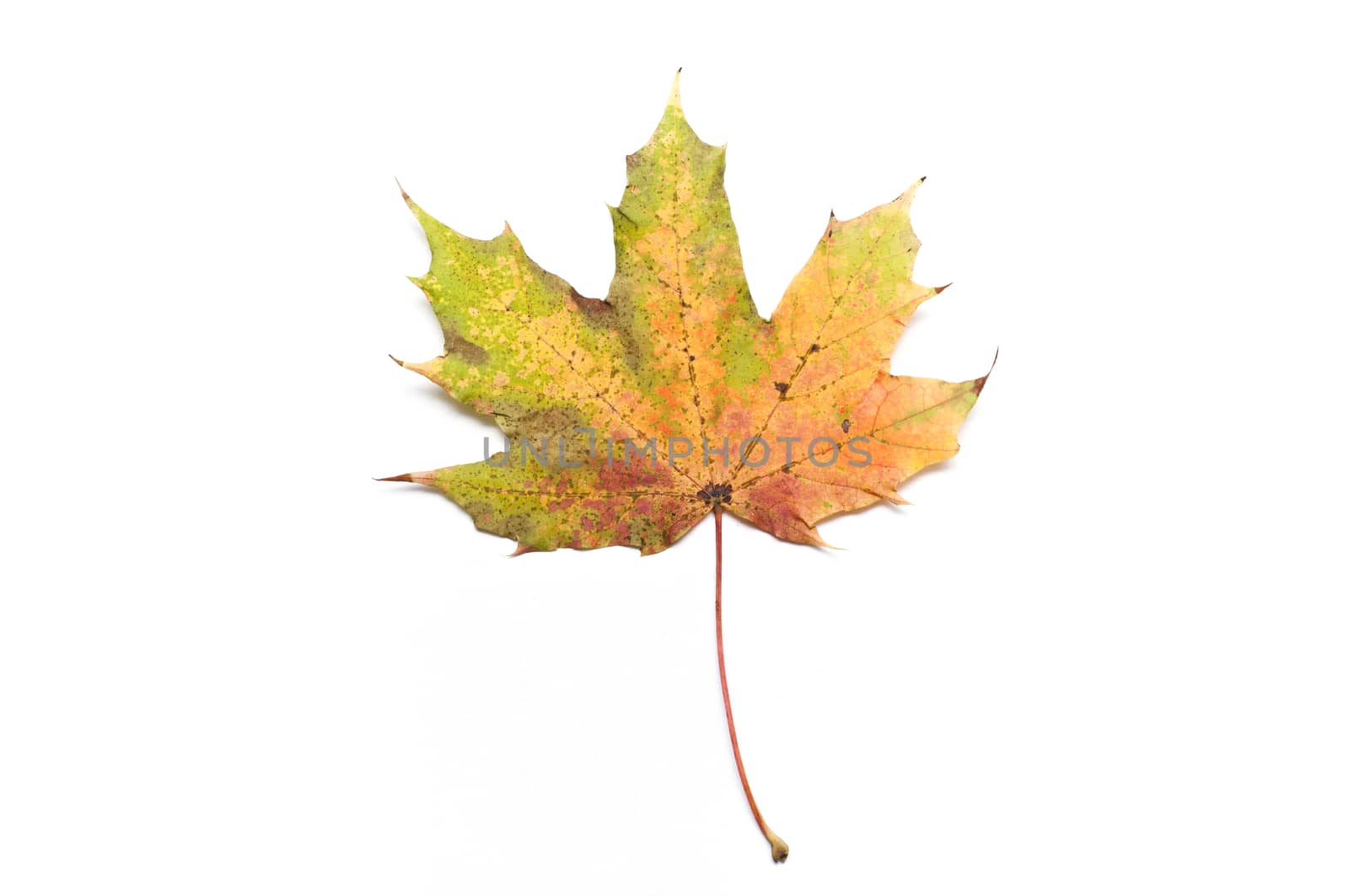 Isolated leaf of platane on white background