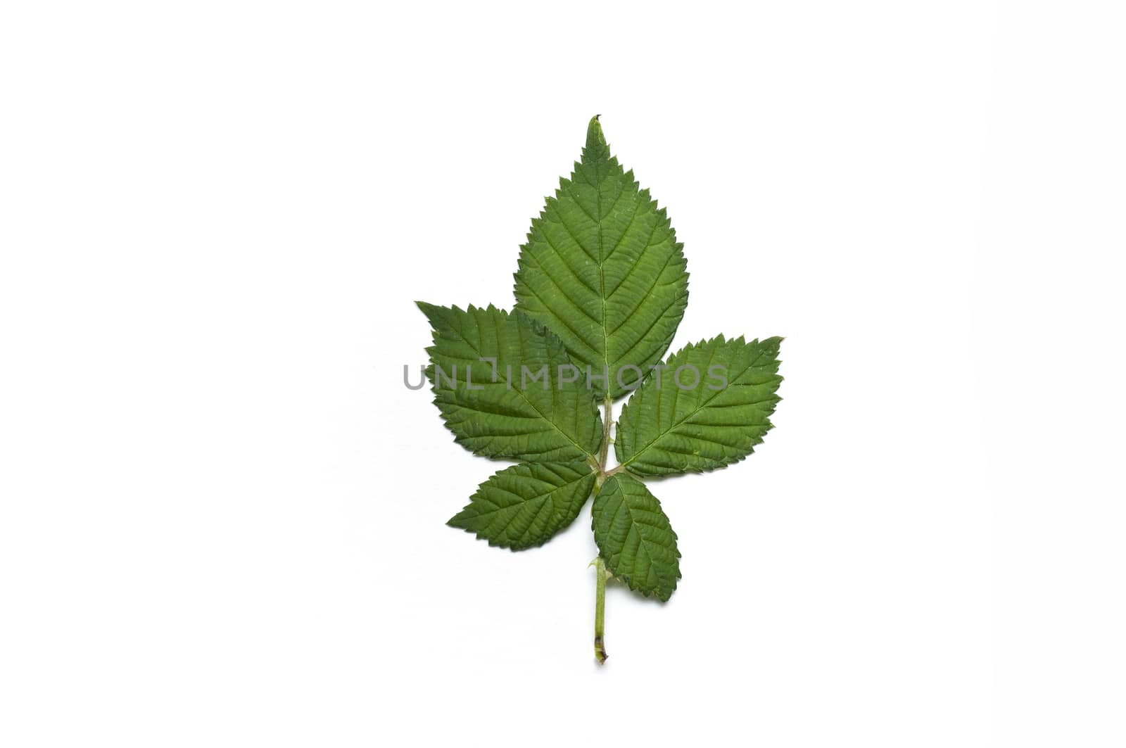 Isolated leaf of blackberry by NeydtStock