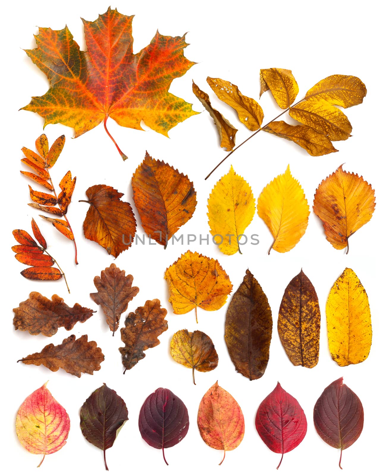 Collection set of  beautiful autumn leaves isolated on white background
