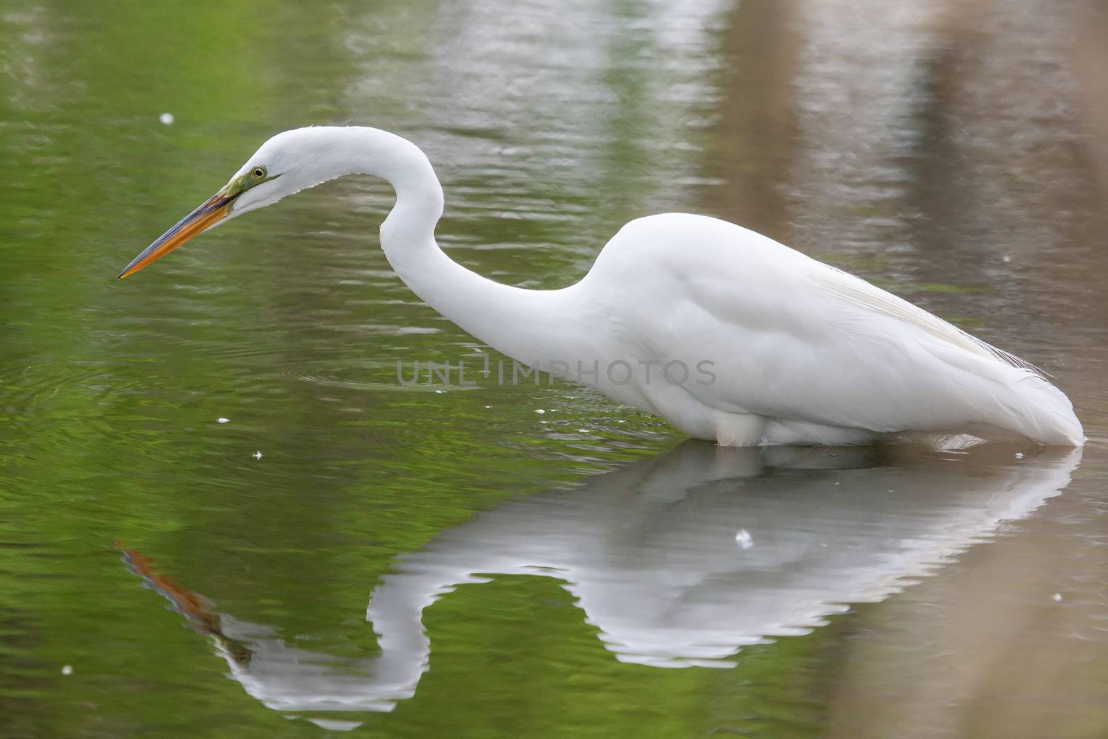 Great White Egret fishing by Coffee999