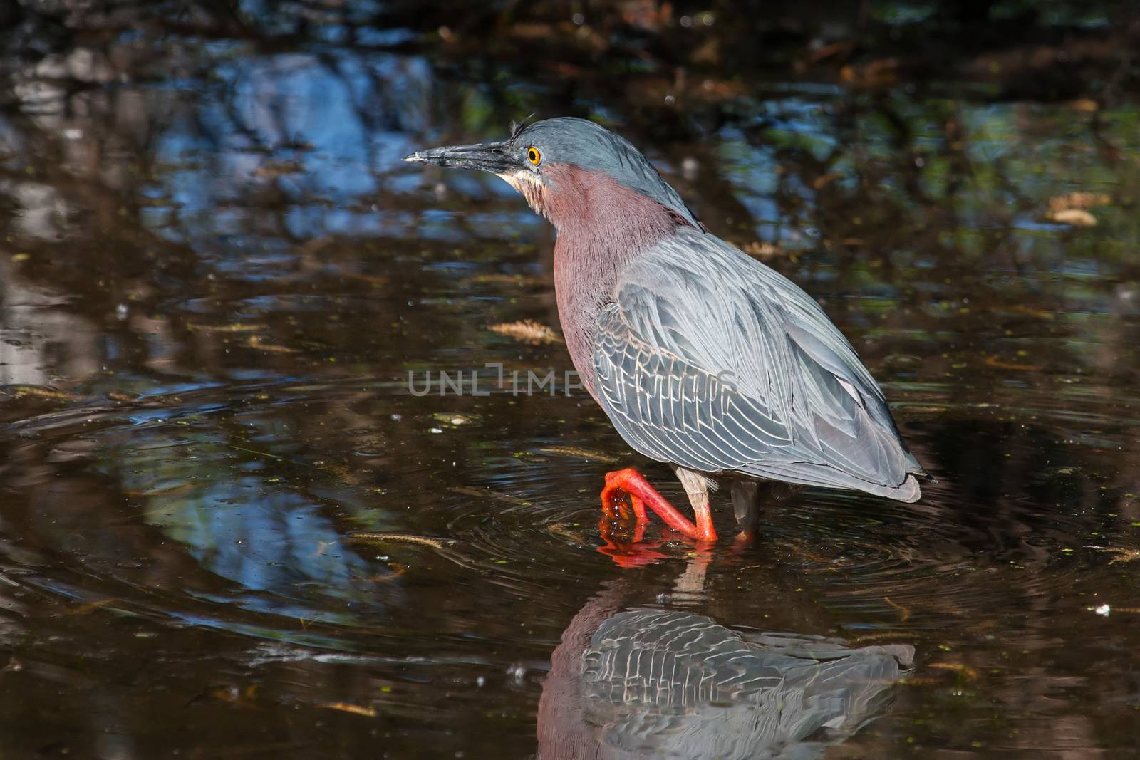 Green Heron (Butorides virescens virescens) fishing for a meal.