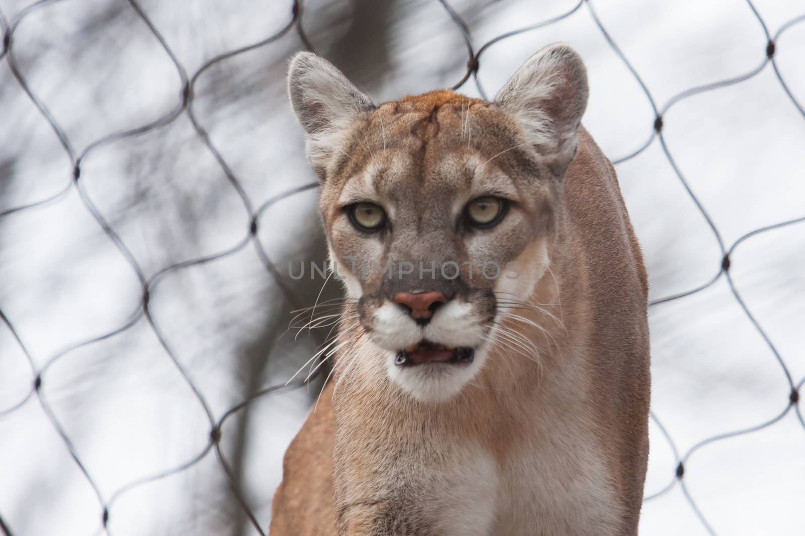 Mountain Lion- Puma - Cougar close up with fence.