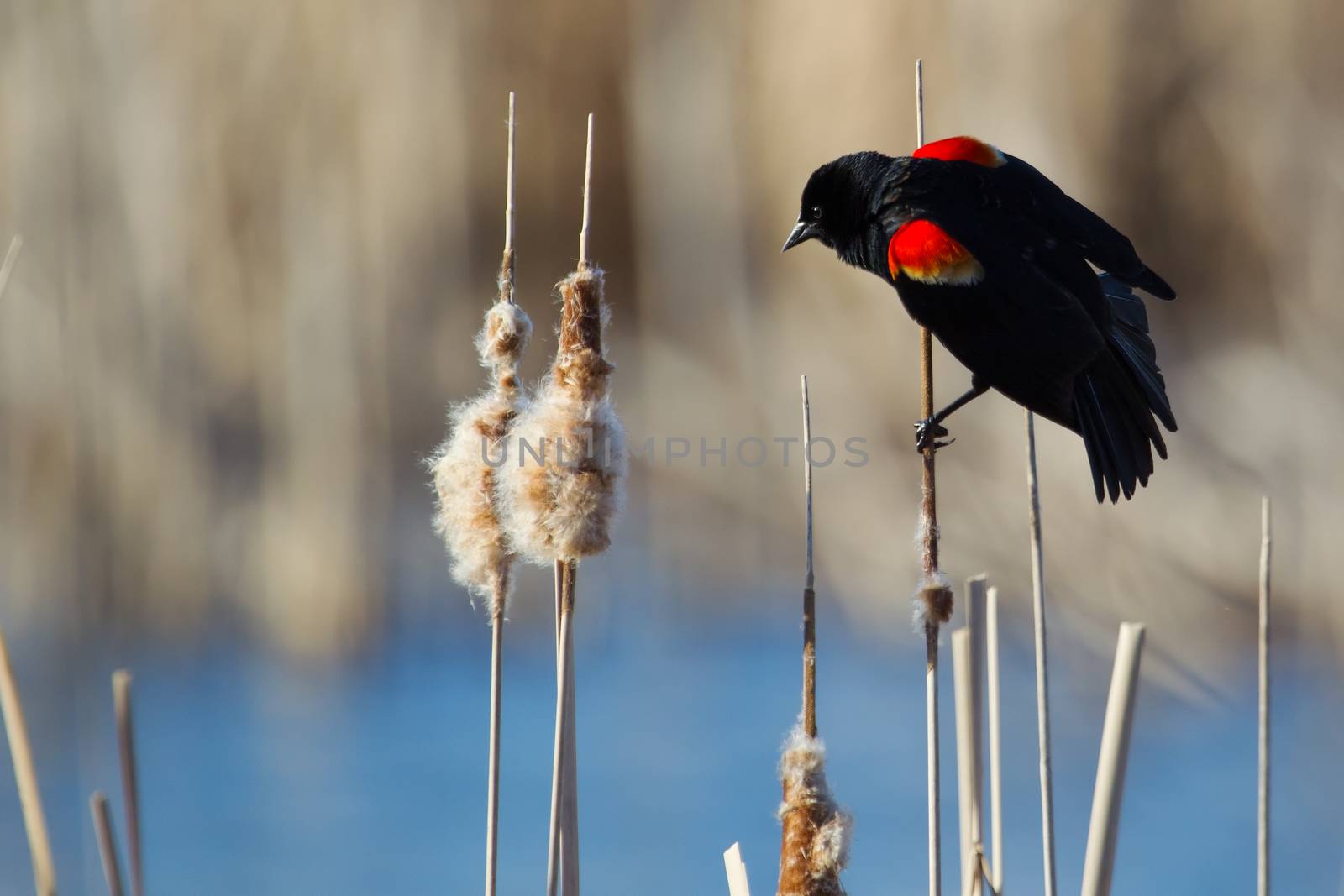 Male Red-winged Blackbird perched on cattails.