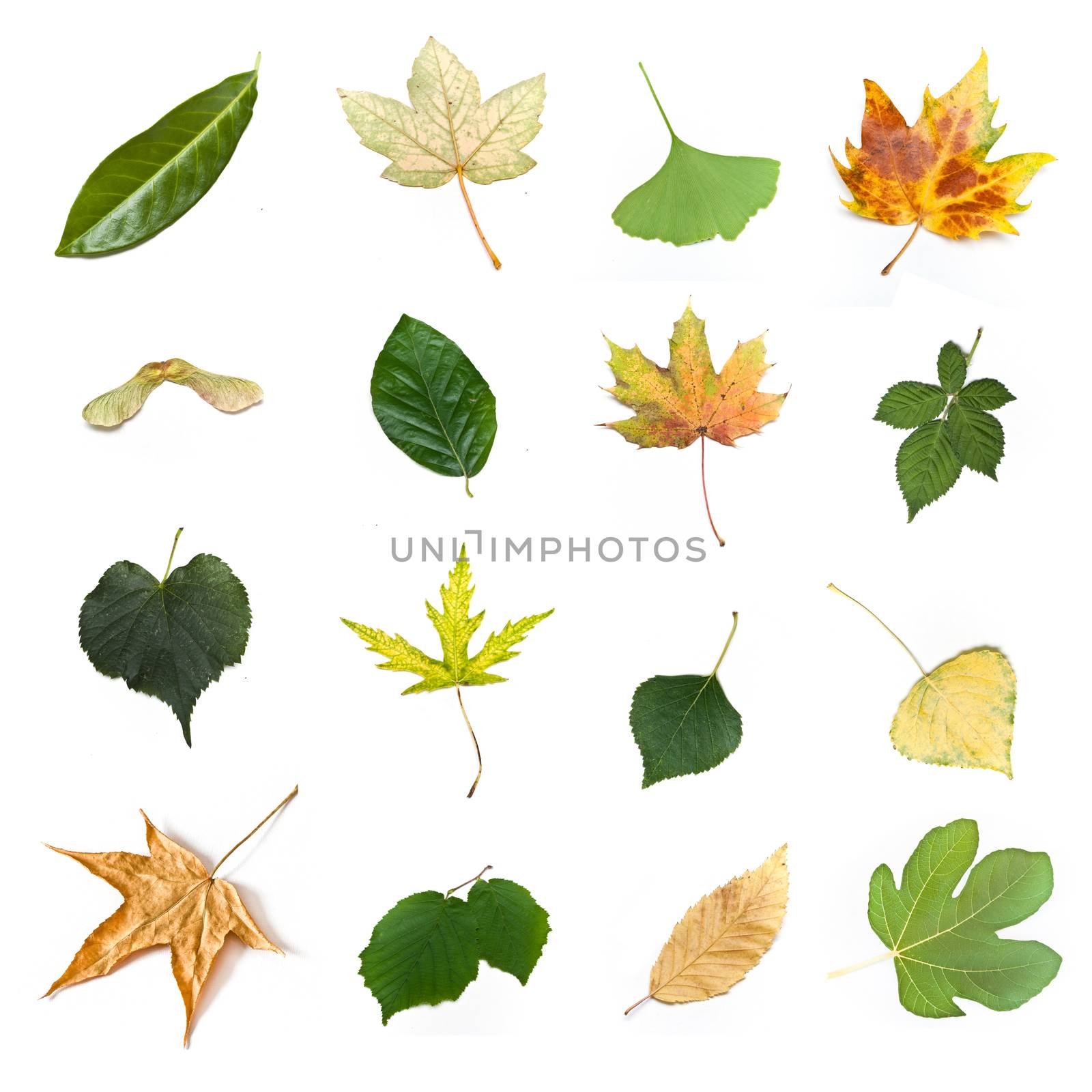 Isolated leaves of various trees on white background by NeydtStock