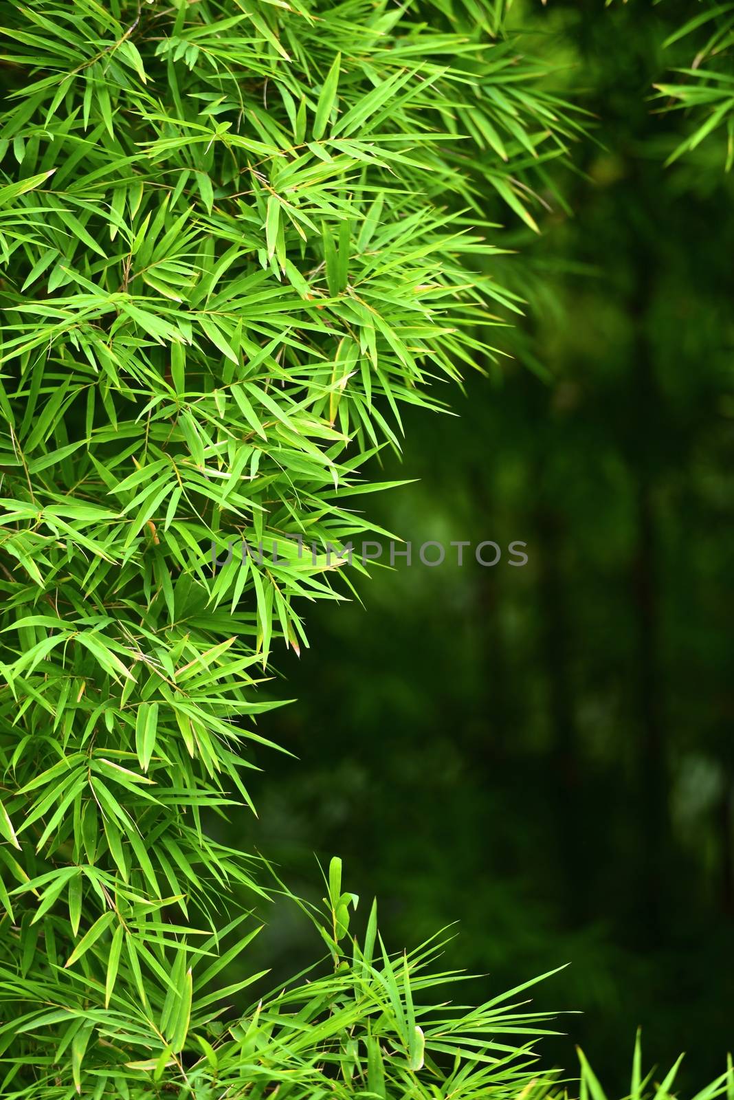 branches of bamboo leaves