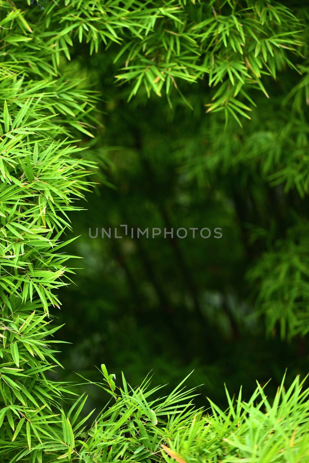 bamboo leaves by antpkr