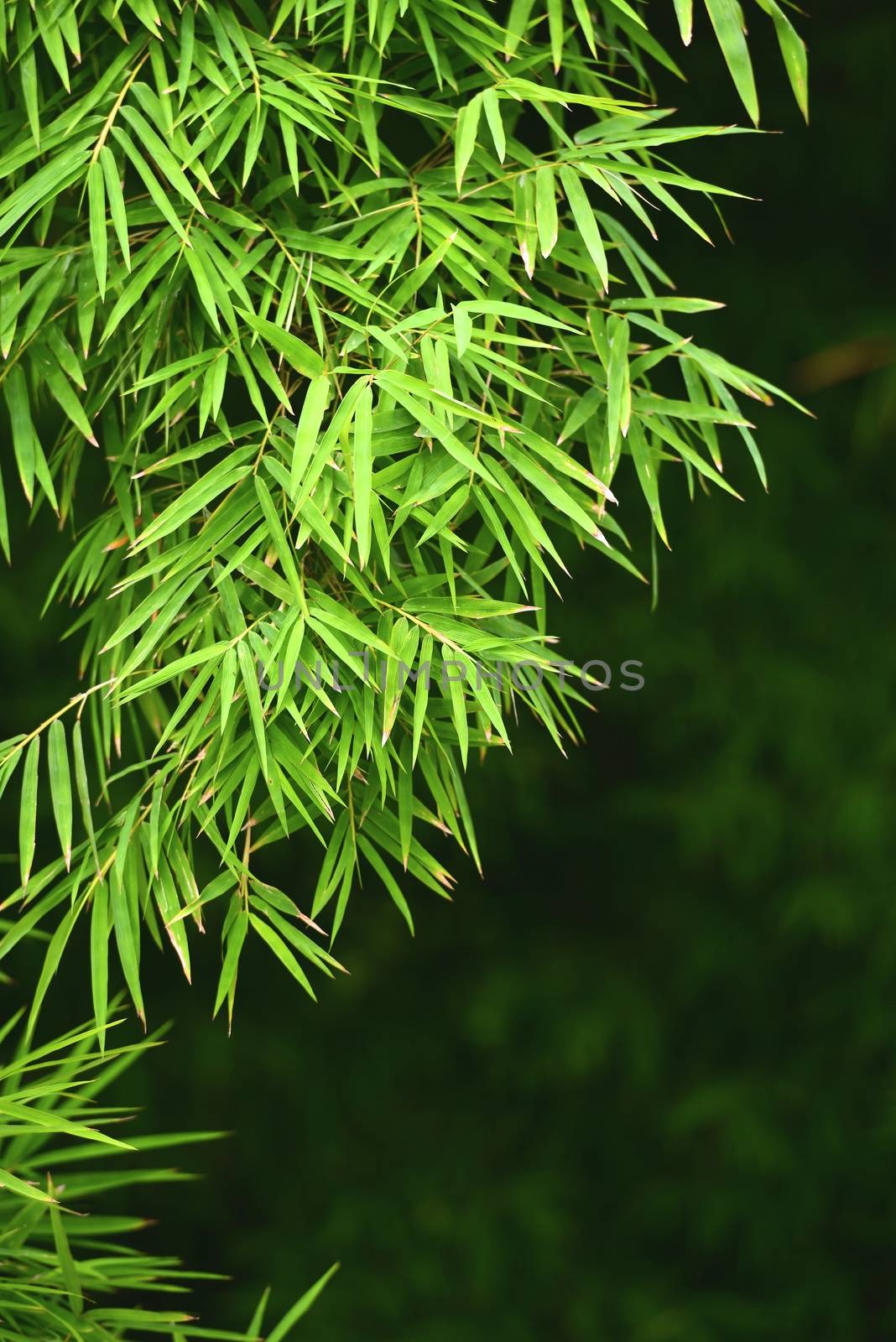 branches of bamboo leaves